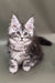 Fluffy gray and white Maine Coon kitten with ear tufts, perfect for your home