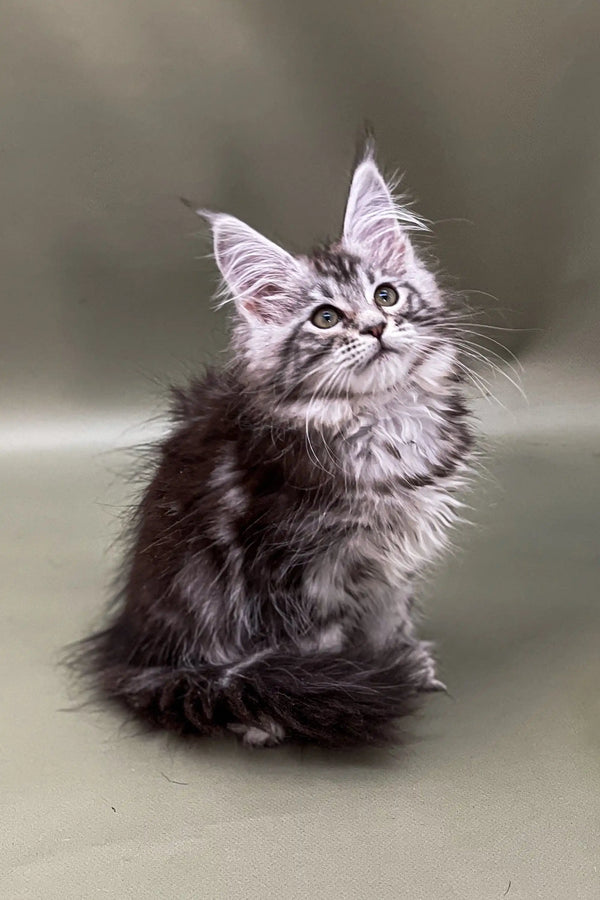 Fluffy Maine Coon kitten Alexa with ear tufts and alert expression, a perfect coon kitten