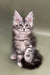 Fluffy gray Maine Coon kitten with ear tufts and a curious look