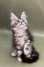 Fluffy gray tabby Maine Coon kitten with ear tufts sitting upright on a cozy surface