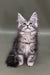 Fluffy gray Maine Coon kitten with big ears and alert eyes, perfect pet cuteness!