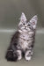 Fluffy gray Maine Coon kitten with ear tufts and alert look in Alexa product display