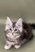 Fluffy gray and white Maine Coon kitten named Alexa with cute ear tufts