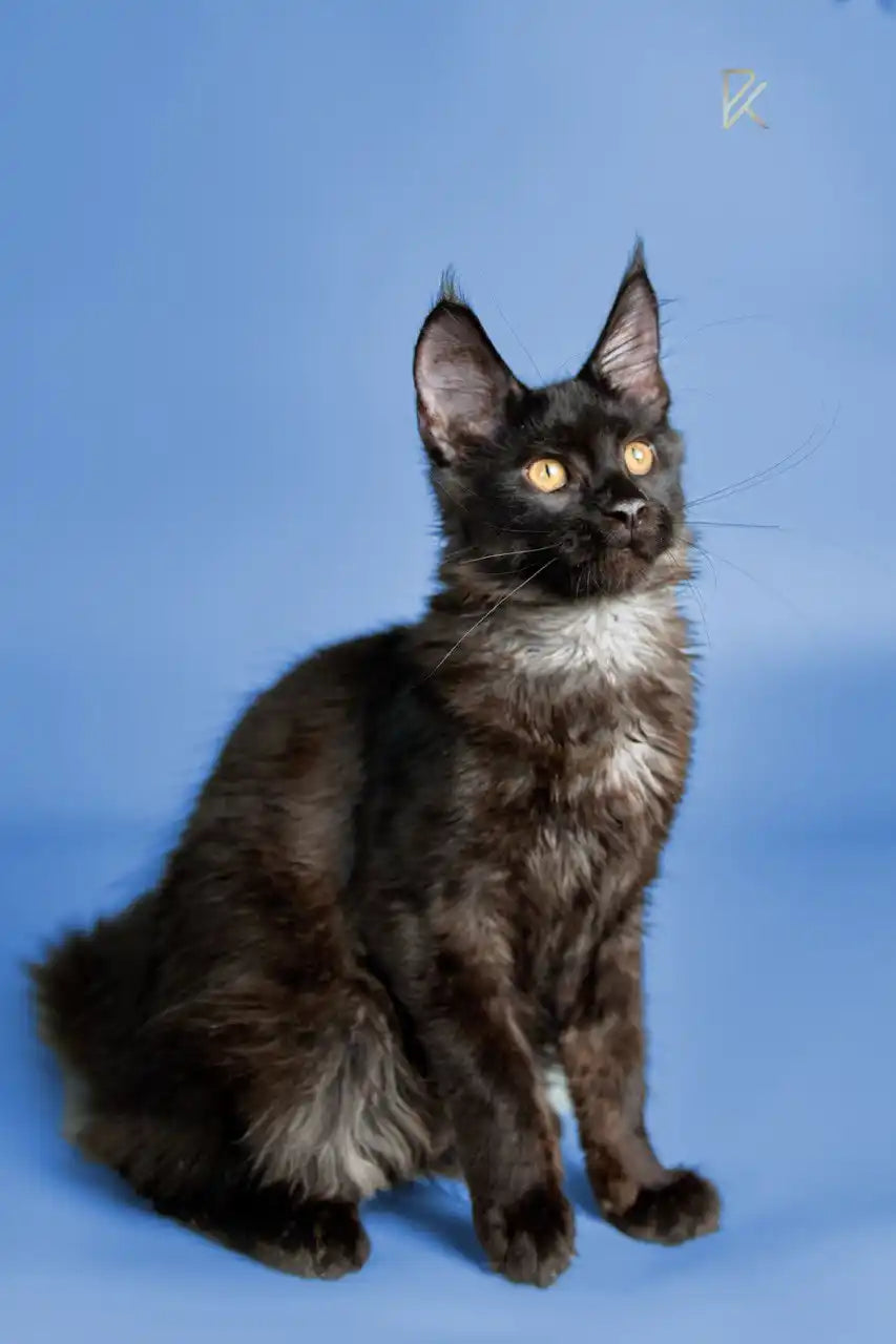 Maine Coon Kittens for Sale | Cats For Alexander | Kitten