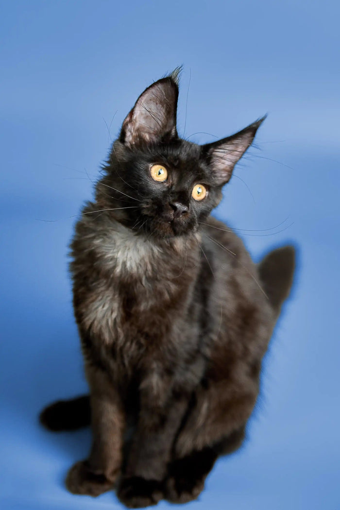 AVADA - Best Sellers Alexander | Maine Coon Kitten |