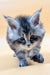 Fluffy blue silver tabby Maine Coon kitten with big eyes and pointed ears