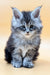 Fluffy blue silver tabby Maine Coon kitten with bright blue eyes, named Alexandra