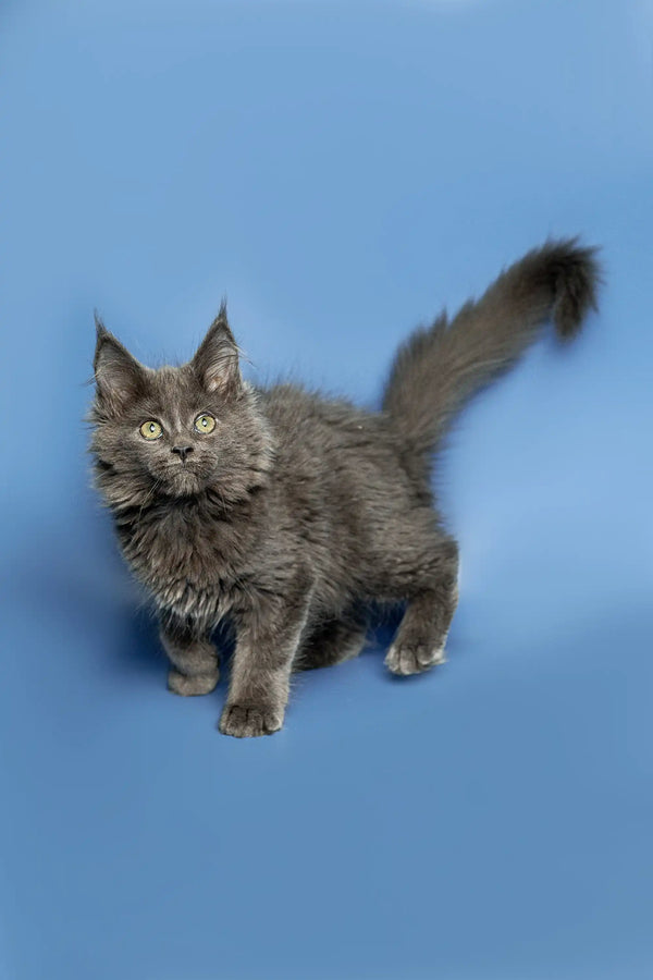 Fluffy gray Maine Coon kitten with alert eyes and a bushy tail ready for fun