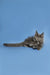 Gray long-haired Maine Coon kitten lounging with its tail extended, super cute vibe