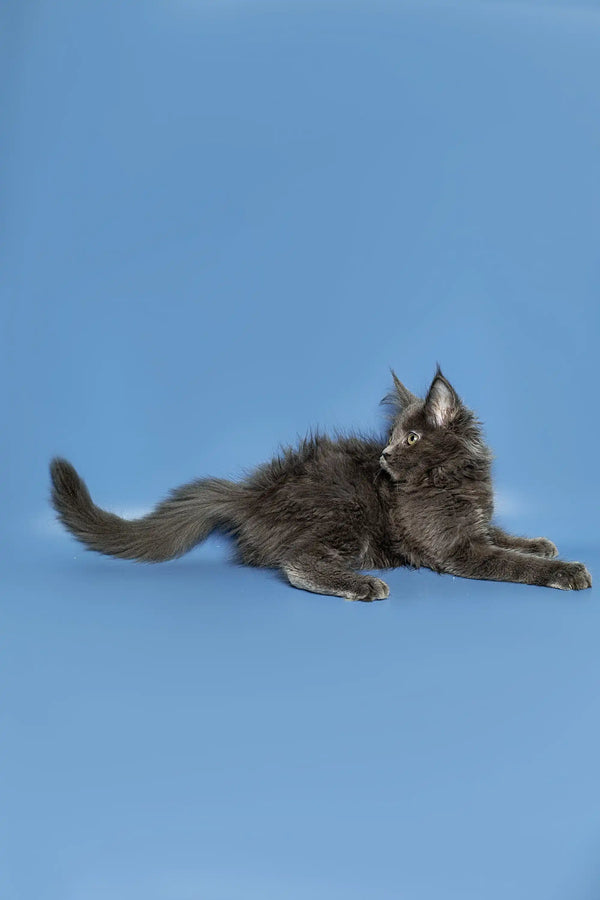 Gray Maine Coon kitten lounging with alert ears, showcasing its playful personality