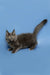 Gray fluffy Maine Coon kitten with pointed ears and upright tail, super cute!