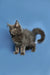 Gray fluffy Maine Coon kitten with pointed ears and a curled tail, perfect pet!