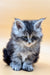 Fluffy gray and white Maine Coon kitten with bright eyes and playful personality