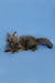 Gray long-haired Maine Coon kitten lying down with an alert expression