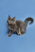 Gray fluffy Maine Coon kitten with pointed ears and curled tail, perfect cuddle buddy