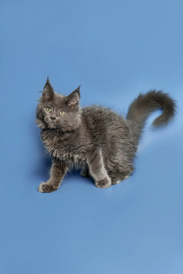 Gray fluffy Maine Coon kitten with pointed ears and curled tail, perfect cuddle buddy
