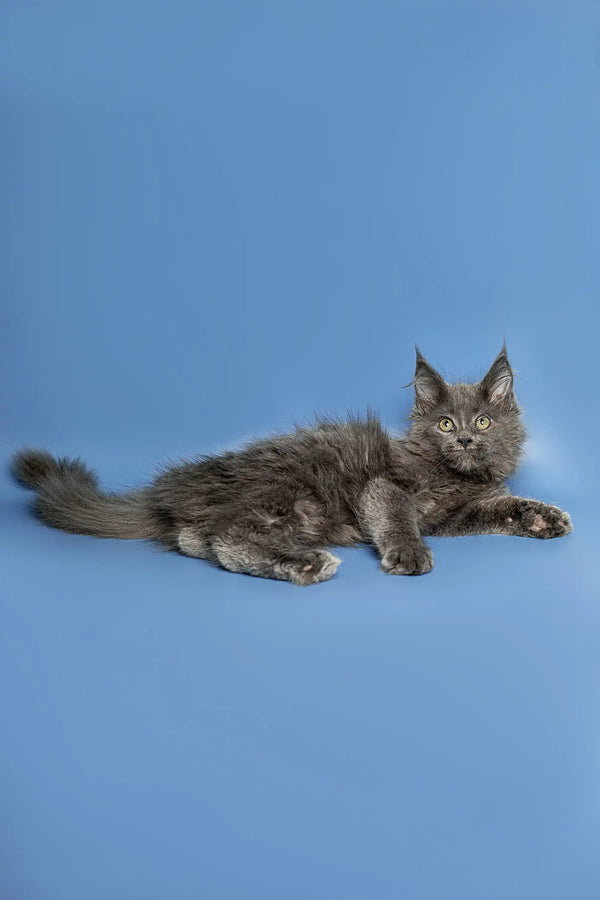 Gray Maine Coon kitten lounging with an alert expression, ready for fun