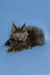 Fluffy gray Maine Coon kitten with pointed ears and alert expression for Alexandra