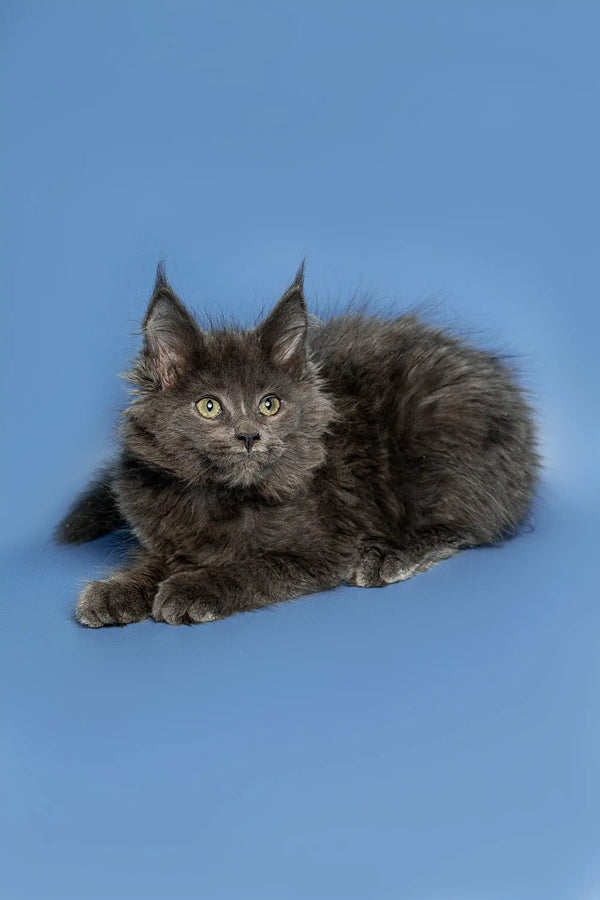Fluffy gray Maine Coon kitten with pointed ears and alert expression for Alexandra