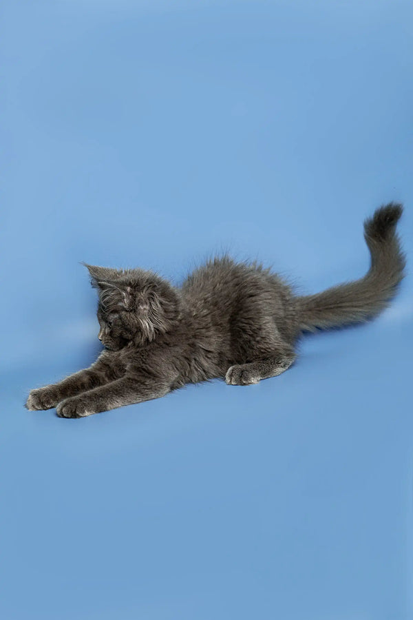 Gray Maine Coon kitten stretching against a vibrant blue background