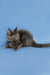 Gray Maine Coon kitten with pointed ears sitting pretty against a blue backdrop