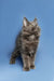 Gray fluffy Maine Coon kitten with pointed ears standing alert and curious