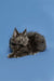 Fluffy gray Maine Coon kitten with pointed ears lounging cutely