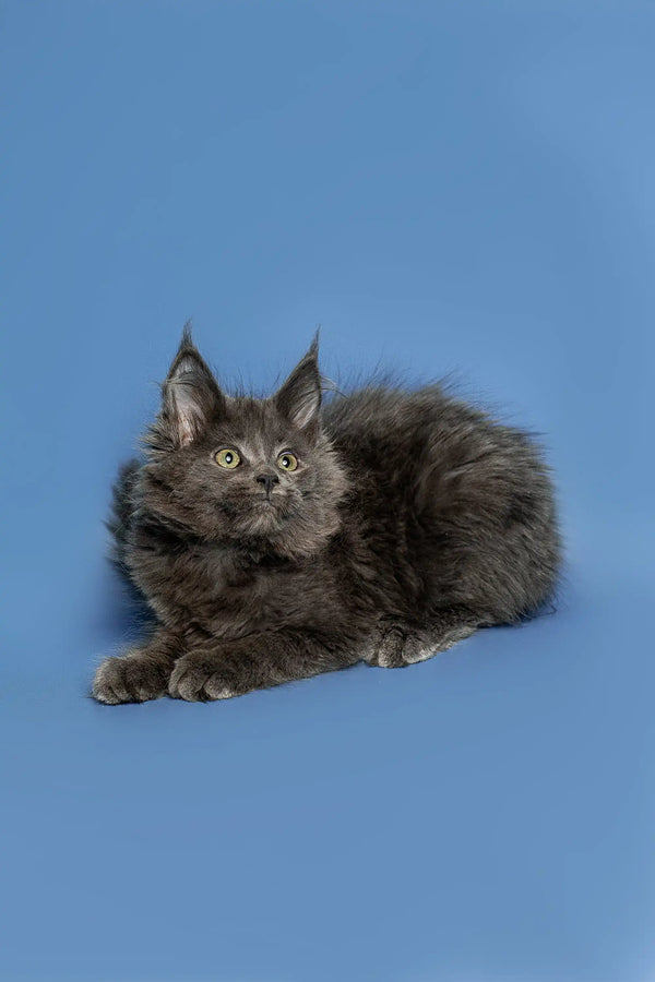 Fluffy gray Maine Coon kitten with pointed ears lounging cutely