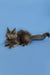 Gray Maine Coon kitten with ear tufts and a fluffy tail in Alexandra product