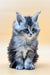 Fluffy gray Maine Coon kitten with bright eyes, a blue silver tabby look