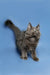 Fluffy gray Maine Coon kitten with pointed ears and an upright tail, super cute!