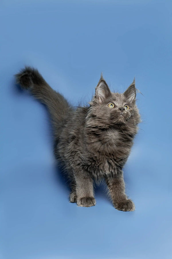 Fluffy gray Maine Coon kitten with pointed ears and an upright tail, super cute!
