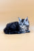 Fluffy gray and white Maine Coon kitten resting, showcasing its blue silver tabby coat