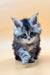 Fluffy gray and white Maine Coon kitten with alert eyes and pointed ears