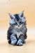 Fluffy gray and white Maine Coon kitten with alert expression, perfect for animal lovers