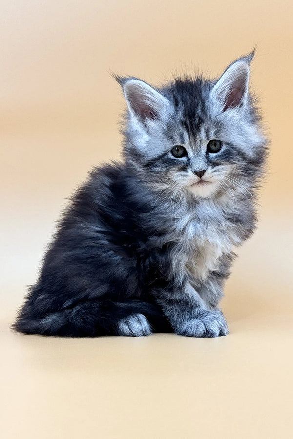 Fluffy blue silver tabby Maine Coon kitten with alert blue eyes named Alexandra