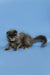 Fluffy gray Maine Coon kitten with a long tail against a blue backdrop