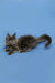 Gray Maine Coon kitten with fluffy coat and ear tufts in Alexandra product line