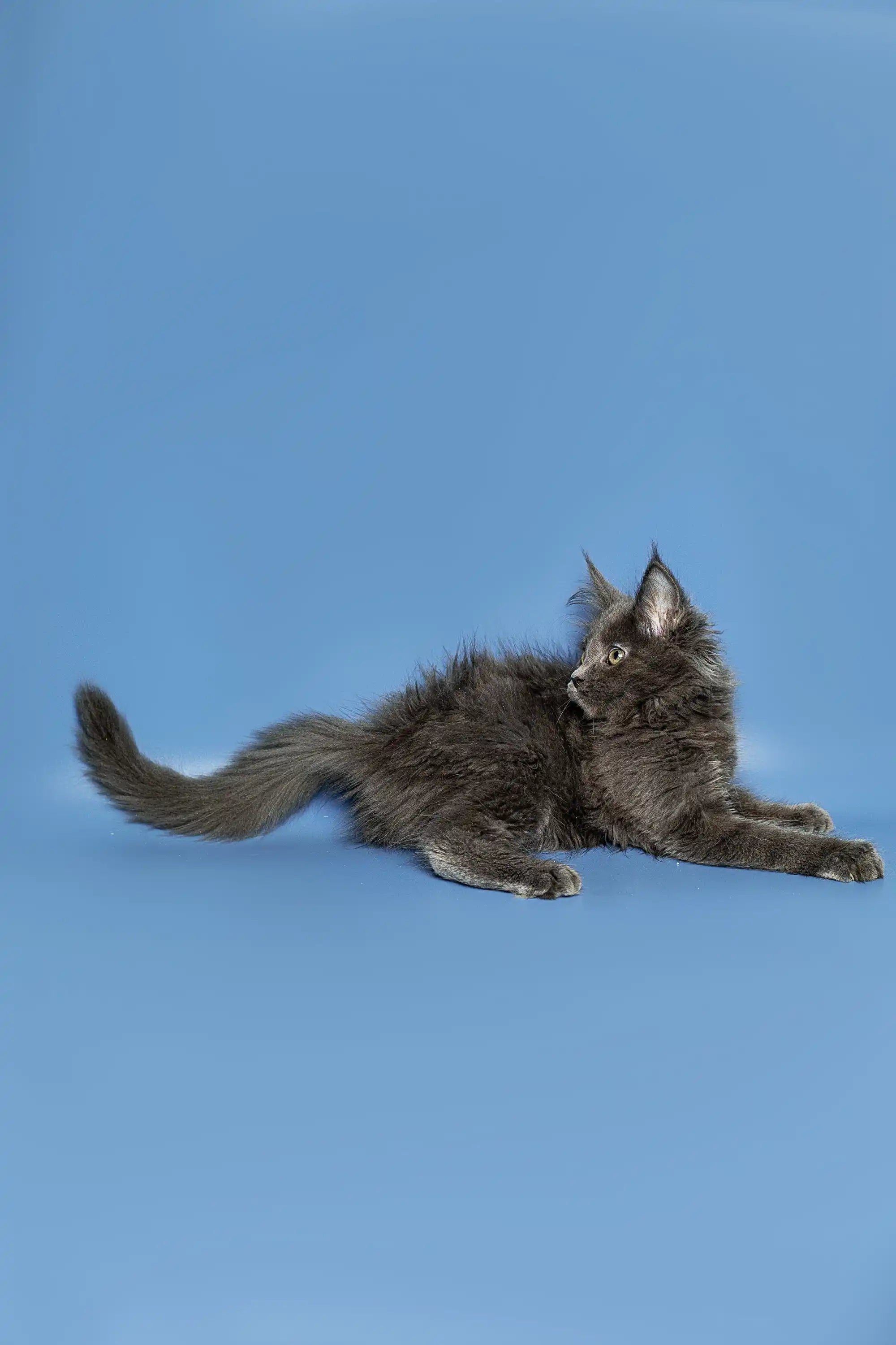 Maine Coon Kittens for Sale Alexandra | Kitten