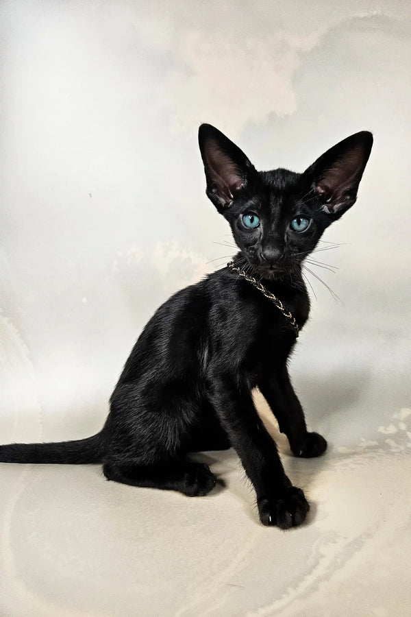 Alf | oriental shorthair kitten