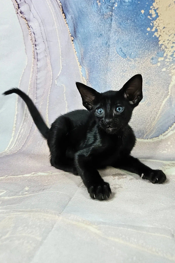 Alf | oriental shorthair kitten
