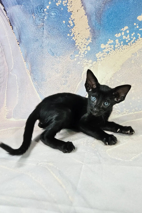 Alf | oriental shorthair kitten