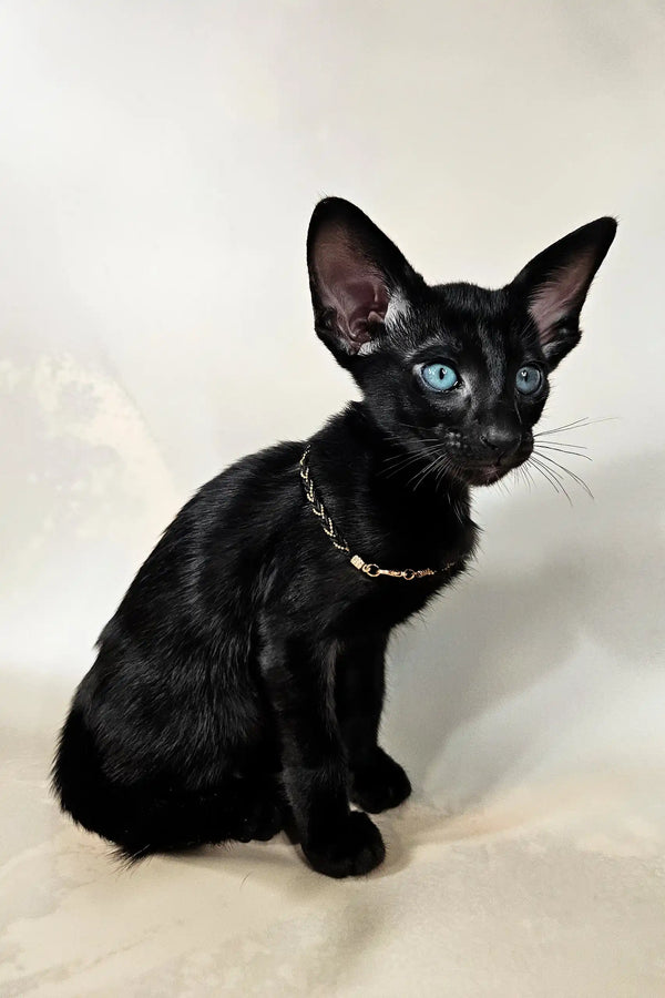 Alf | oriental shorthair kitten