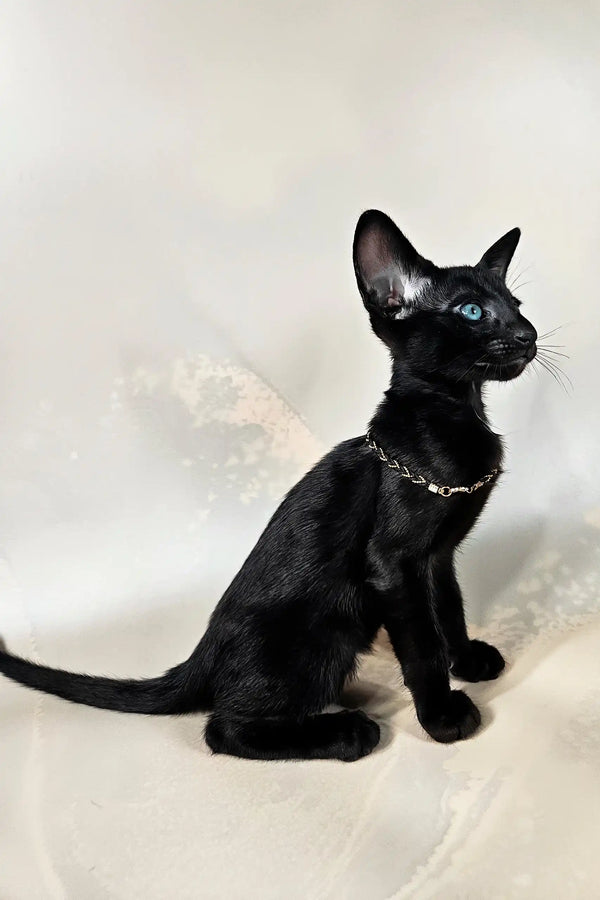 Alf | oriental shorthair kitten