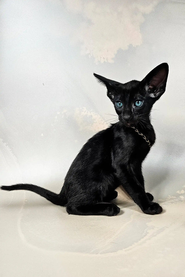 Alf | oriental shorthair kitten