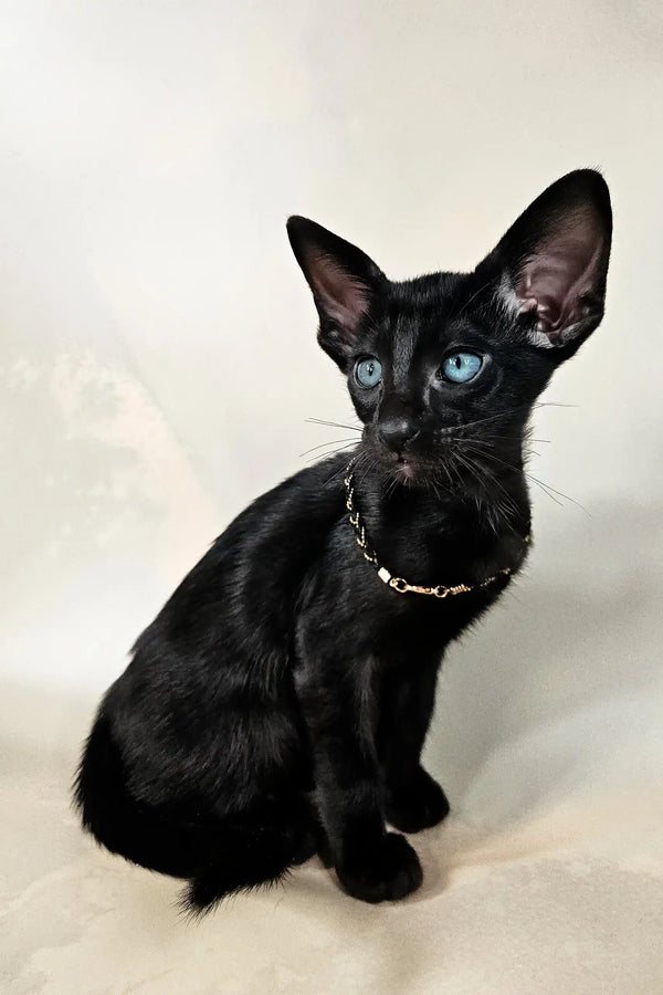 Alf | oriental shorthair kitten