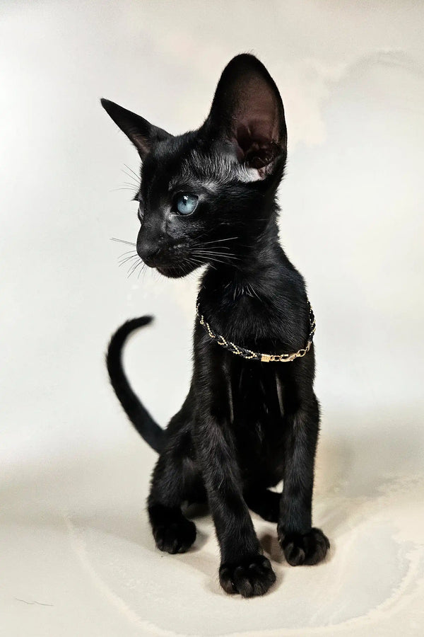 Alf | oriental shorthair kitten