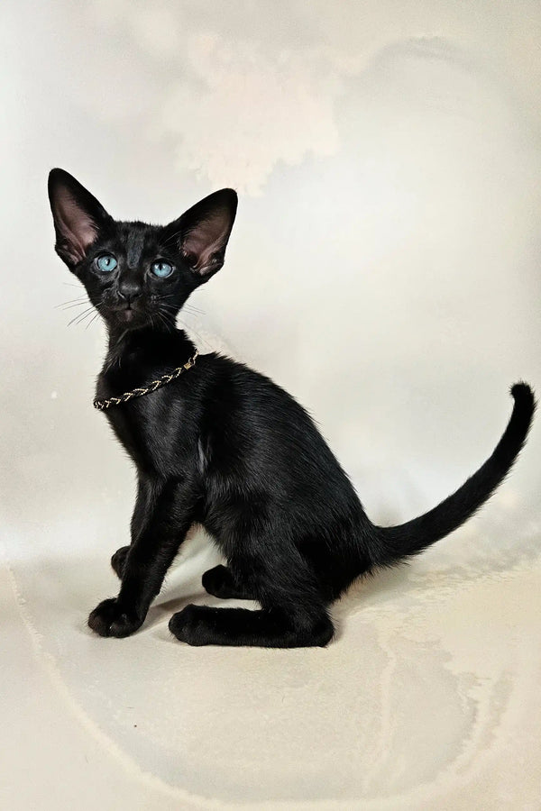 Alf | oriental shorthair kitten