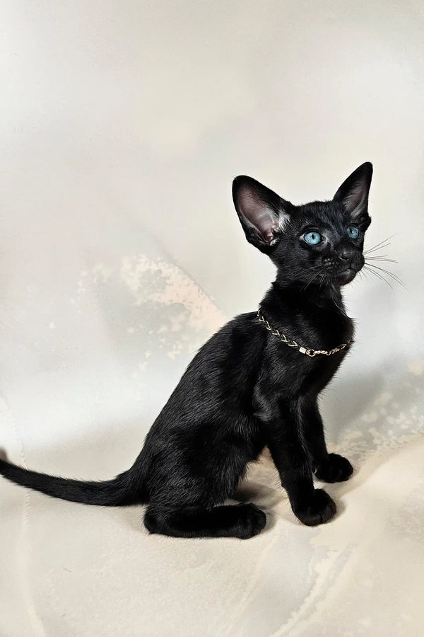 Alf | oriental shorthair kitten