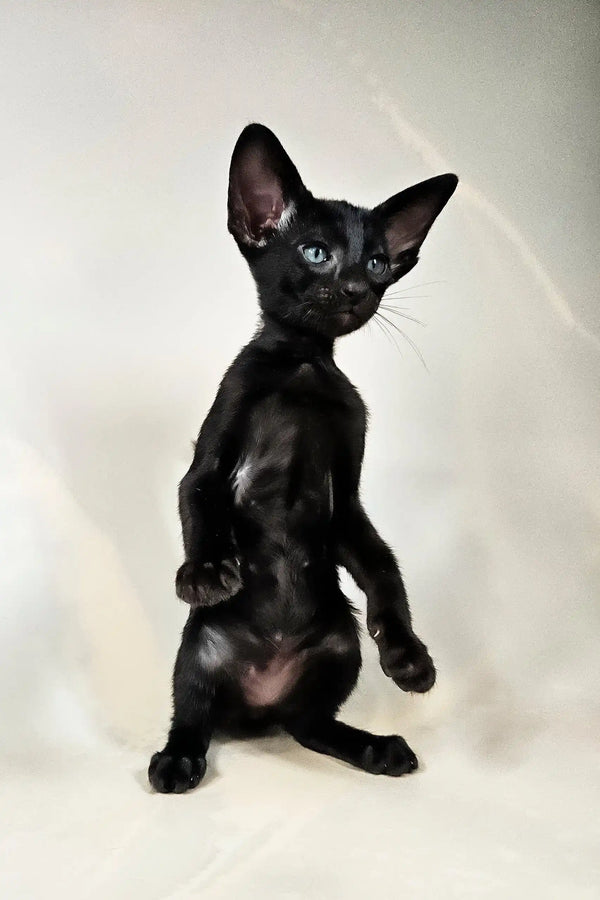 Alf | oriental shorthair kitten